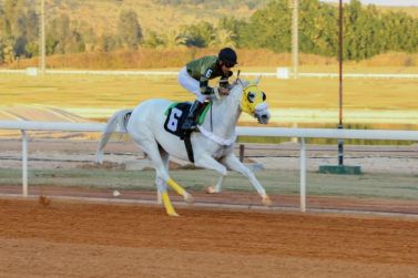 مربط الشهيب للخيل العربية يتأهل لشوط المليون دولار على كأس الأمير سلطان بن عبدالعزيز